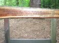 Ansicht Gedenktafel Höchster Baum Berlins - 2000