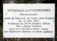 Ansicht Gedenktafel Mammutbaum