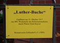Ansicht Gedenktafel Luther-Buche