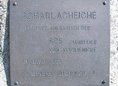 Ansicht Gedenktafel Scharlacheiche