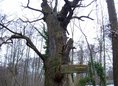 Ansicht Gedenktafel Ältester Baum Berlins