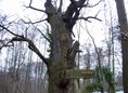 Ansicht Gedenktafel Ältester Baum Berlins