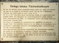 Ansicht Gedenktafel Mosaikbild des Ginkgoblattes