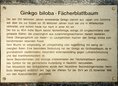 Ansicht Gedenktafel Mosaikbild des Ginkgoblattes